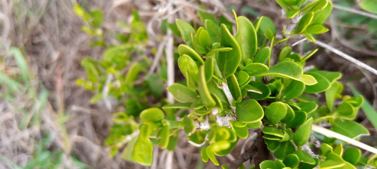Pyrostria phyllanthoidea leaf