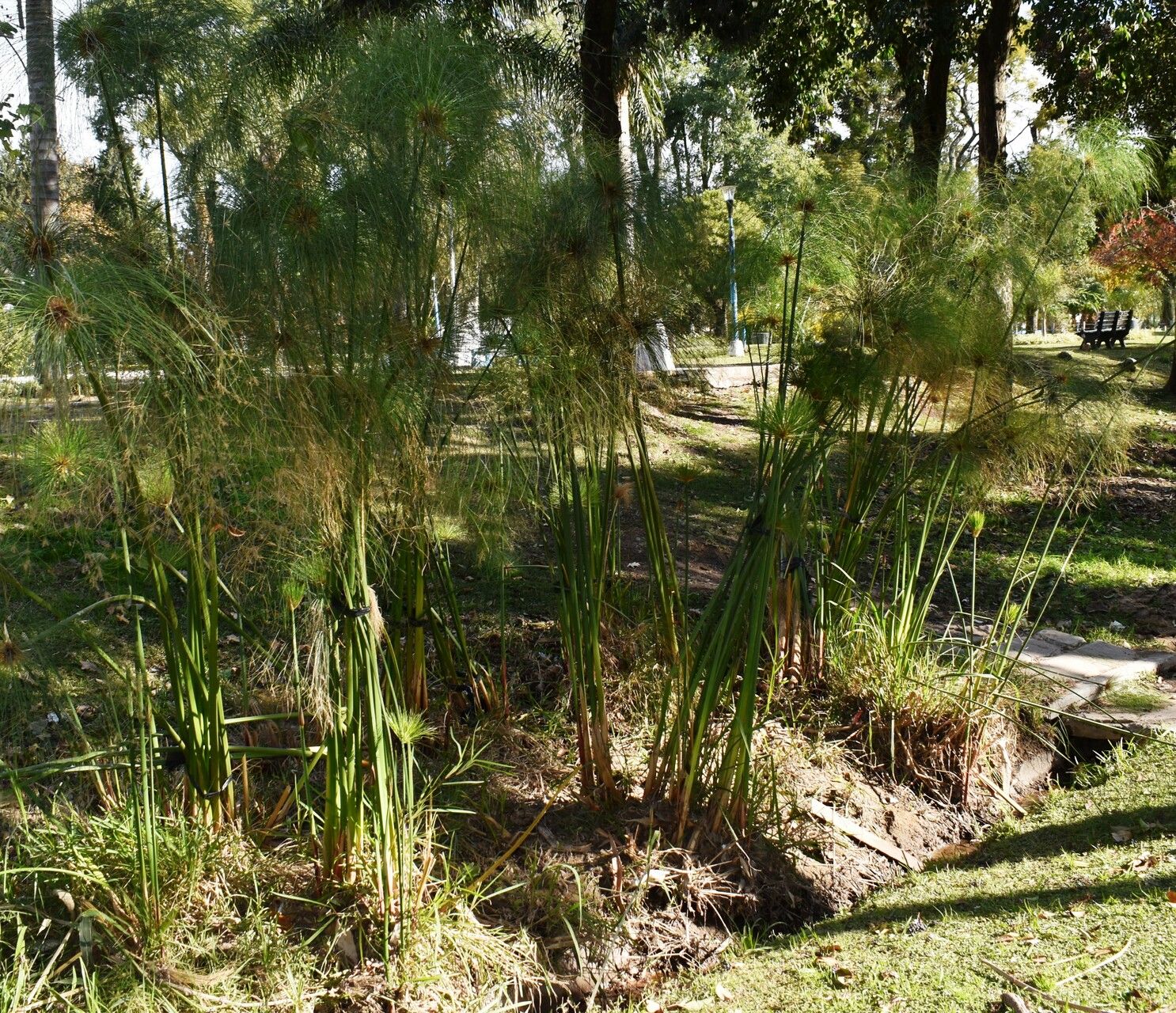 Cyperus giganteus bark