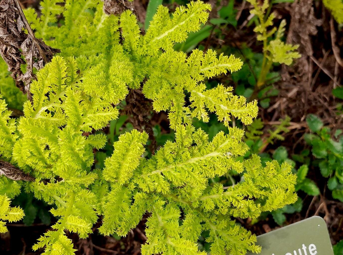 Artemisia genipi — search result for 'Artemisia'