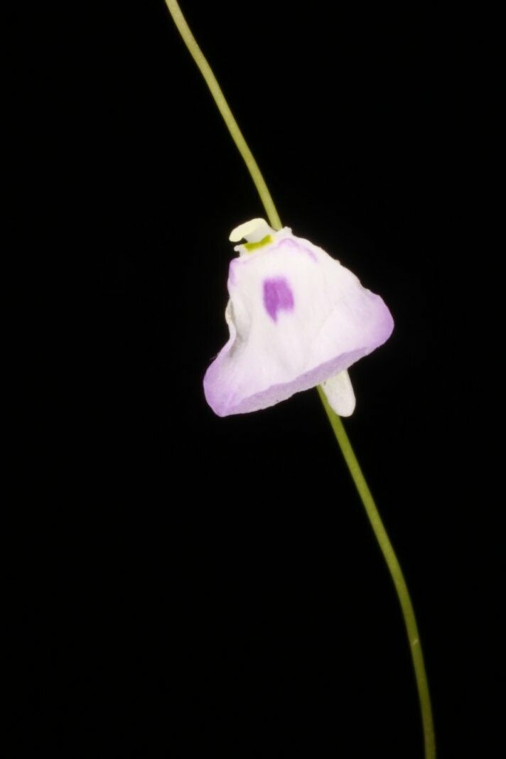 Utricularia pubescens flower