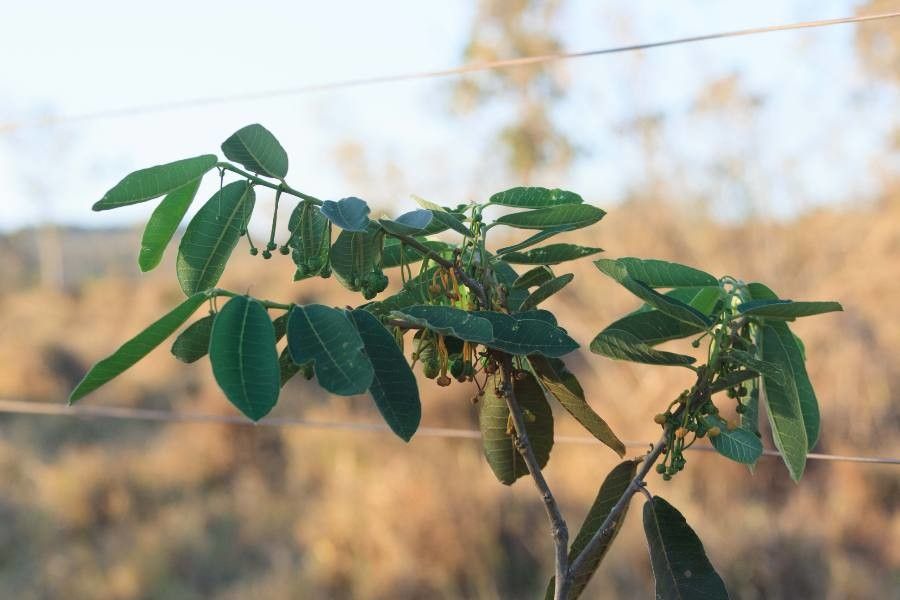 Brosimum gaudichaudii habit