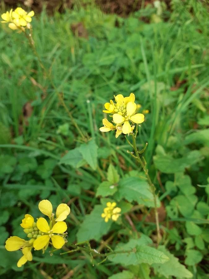 Rhamphospermum arvense flower