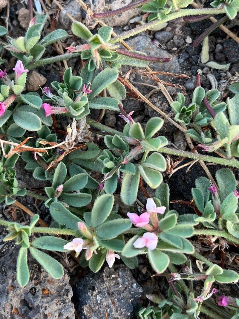 Lotus glinoides flower