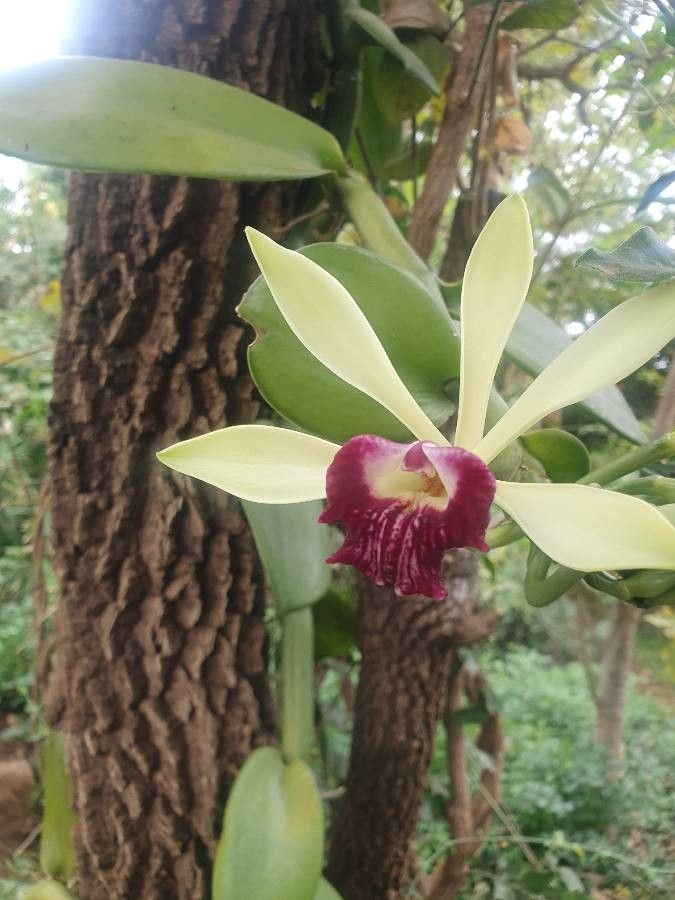 Vanilla polylepis flower
