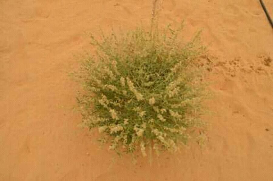 Tephrosia nubica — search result for 'Tephrosia'