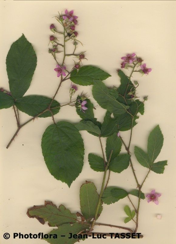 Rubus guentheri other