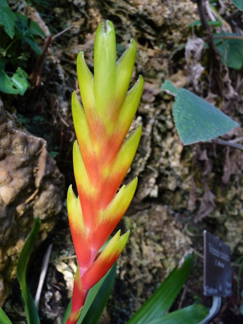 Vriesea carinata flower