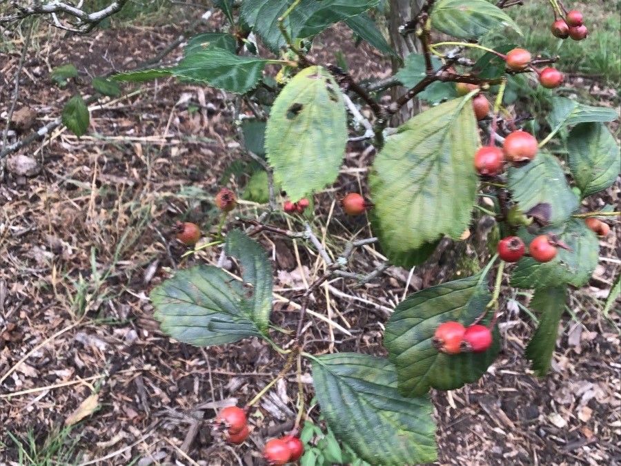 Crataegus succulenta fruit
