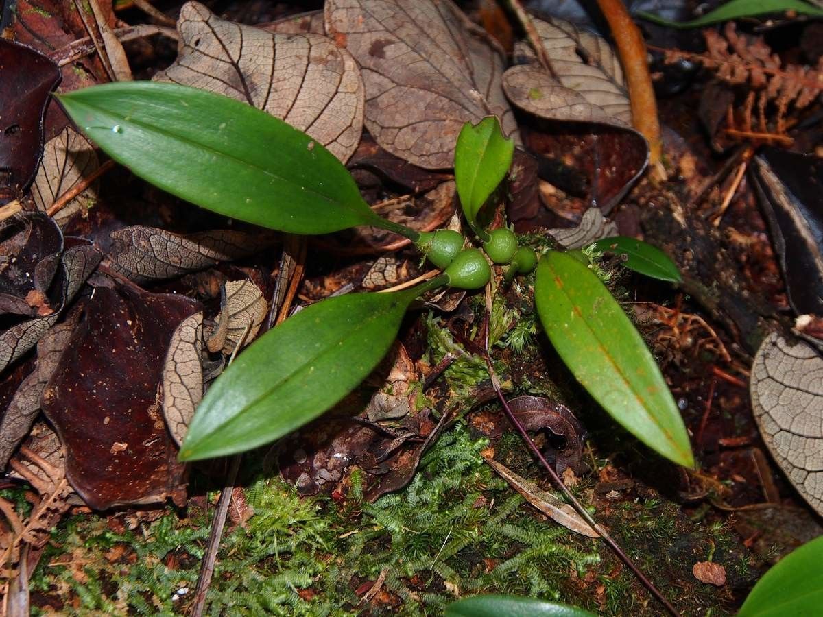 Bulbophyllum comptonii habit