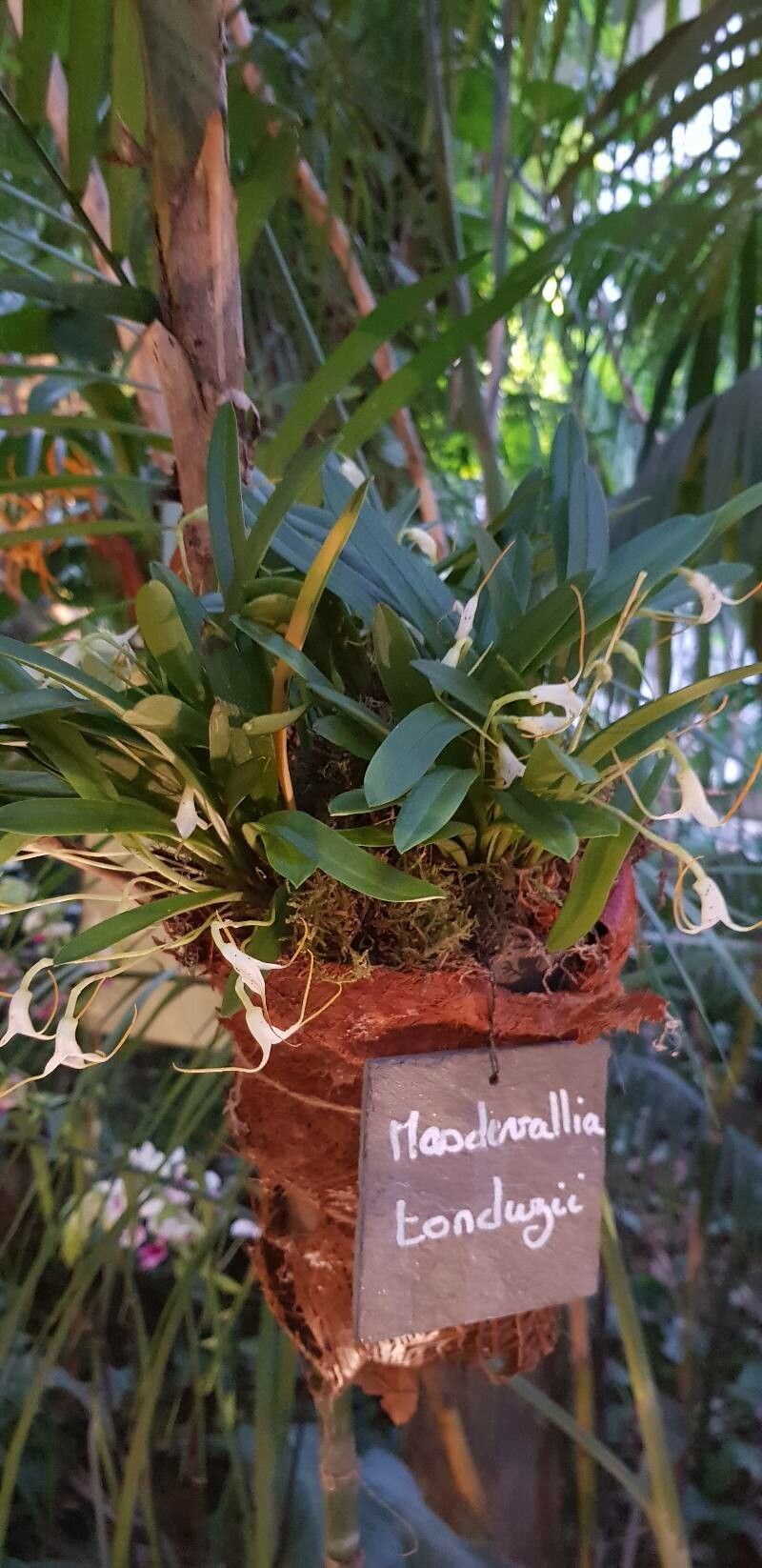 Masdevallia tonduzii habit