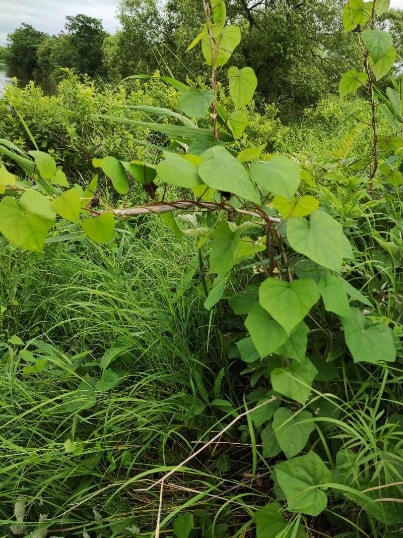 Menispermum dauricum habit