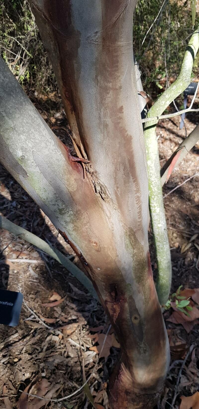Eucalyptus diversifolia bark