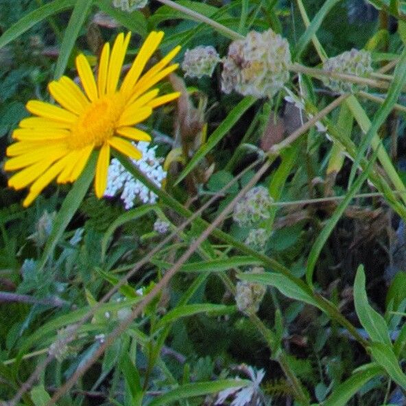 Buphthalmum salicifolium flower