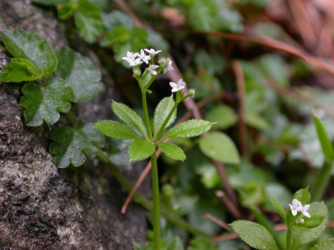 Galium hoffmeisteri — houseplant care guide