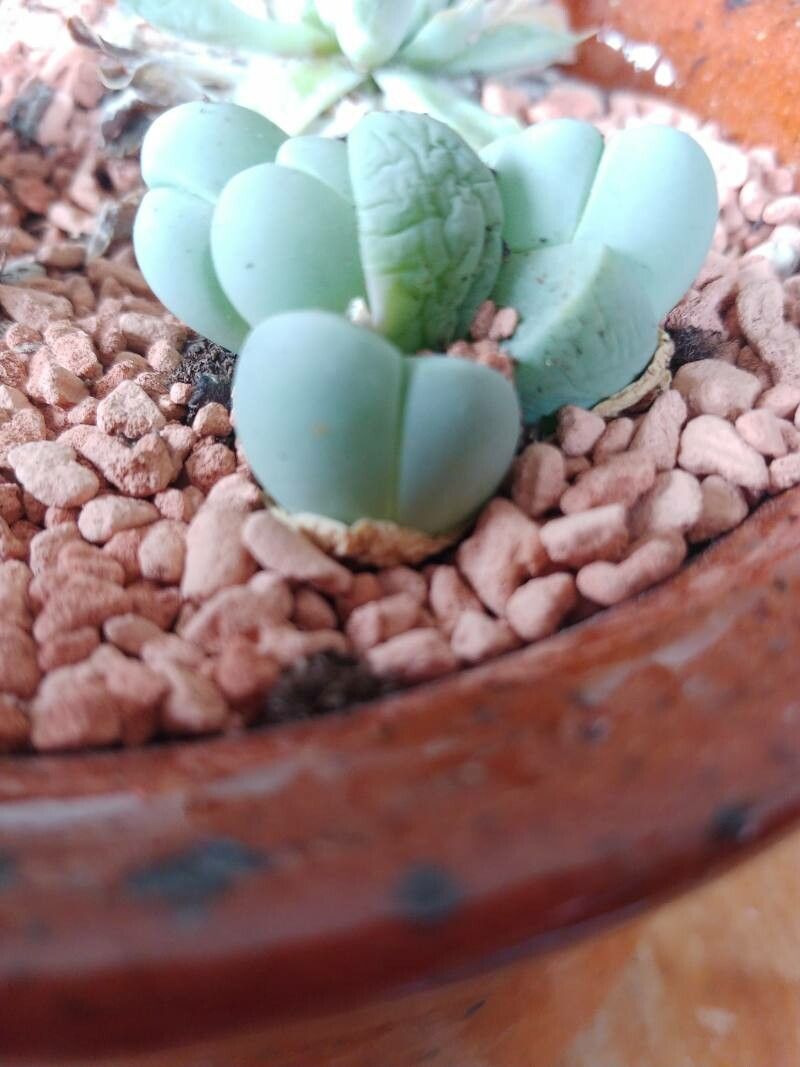 Lapidaria margaretae flower