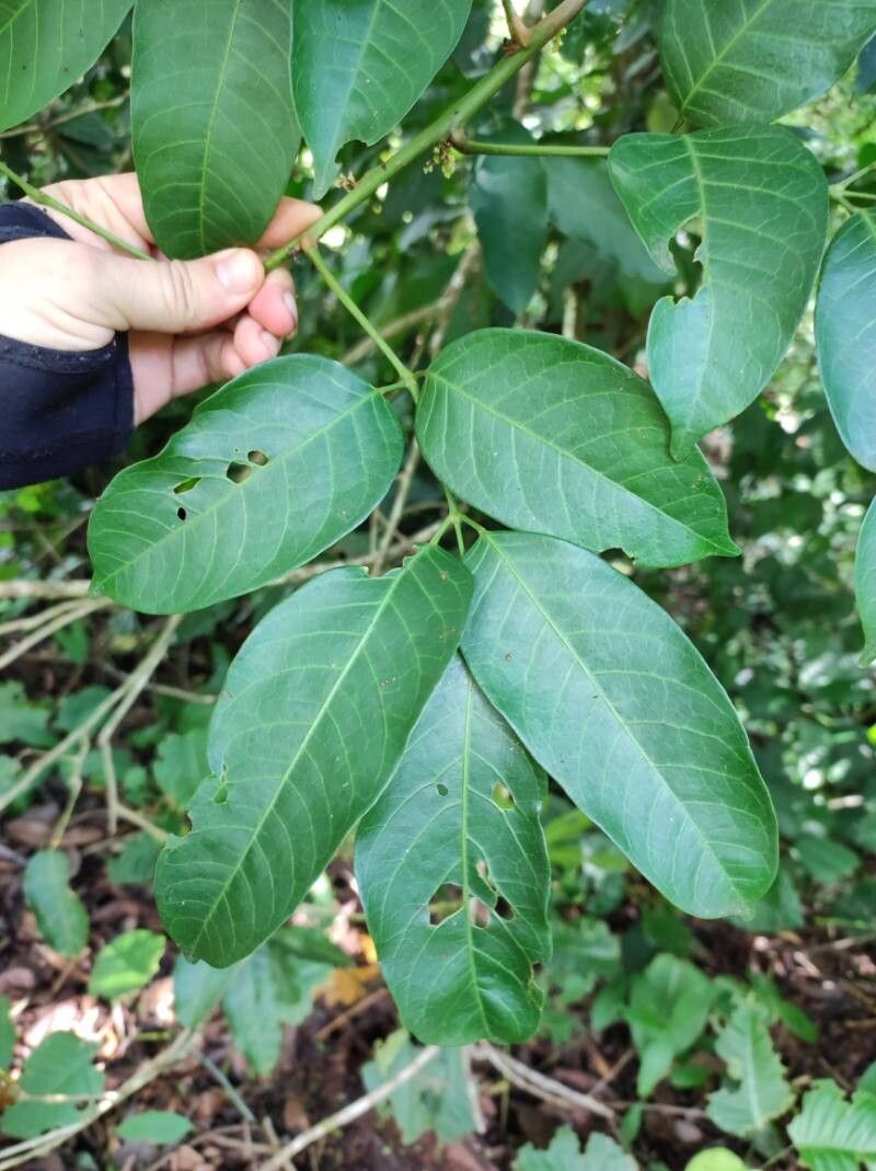 Protium glabrum — houseplant care guide