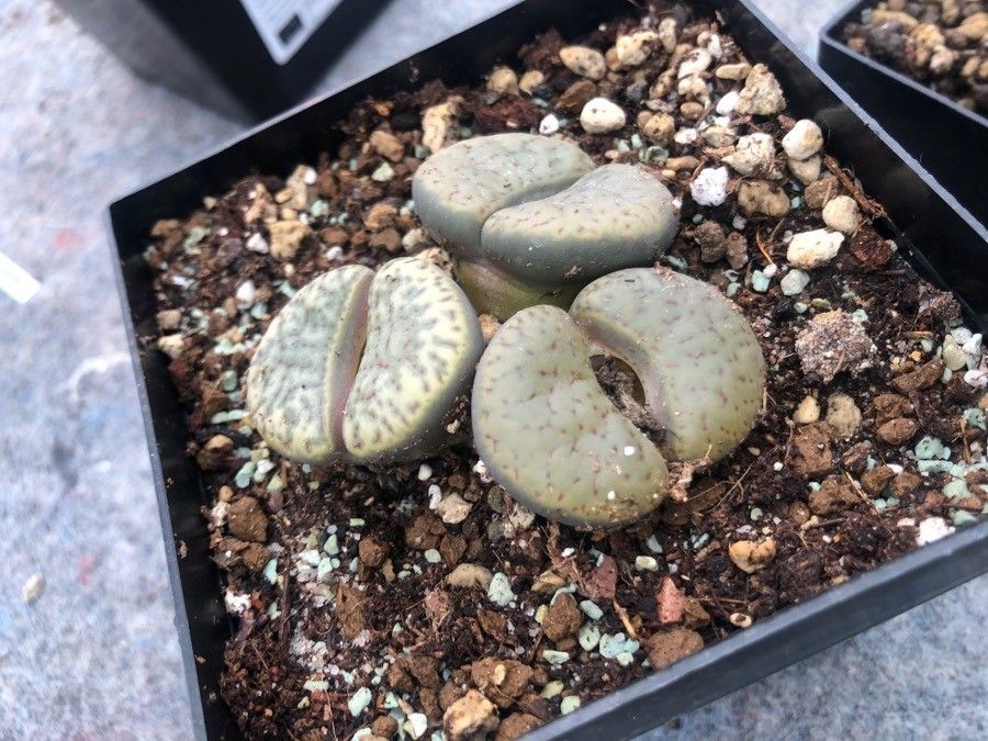 Lithops bromfieldii — related species from the same genus