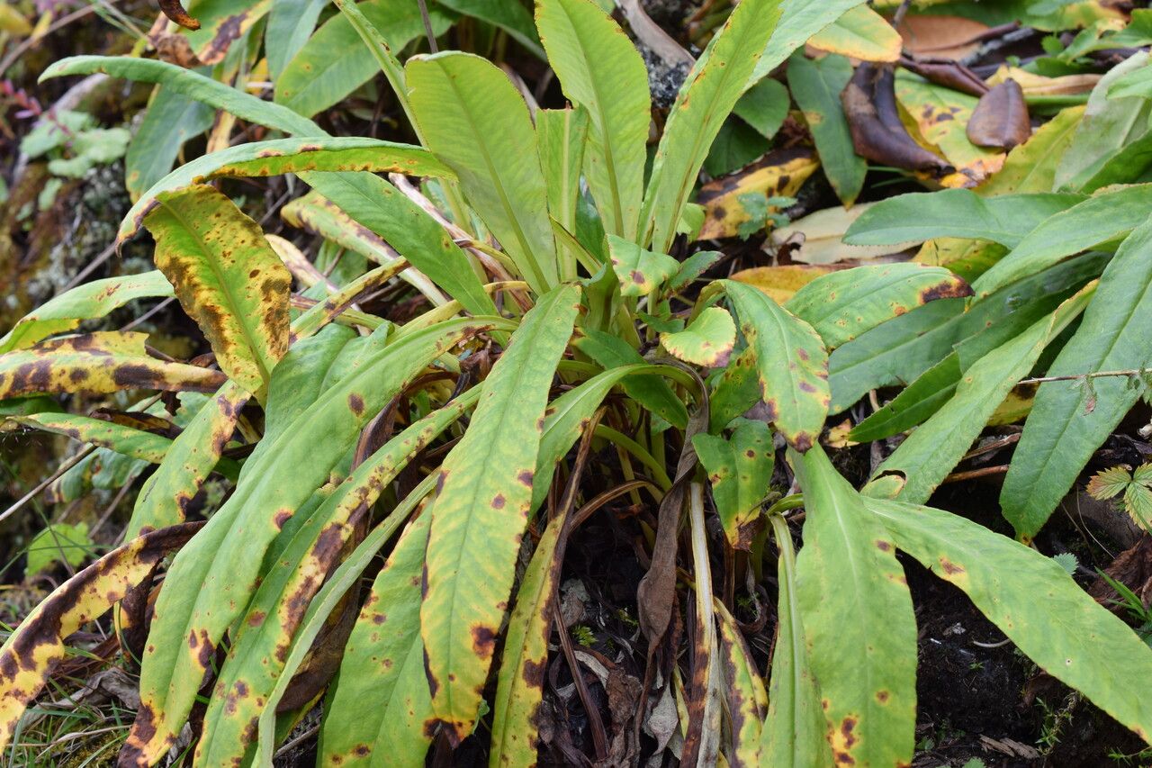 Primula obliqua — houseplant care guide