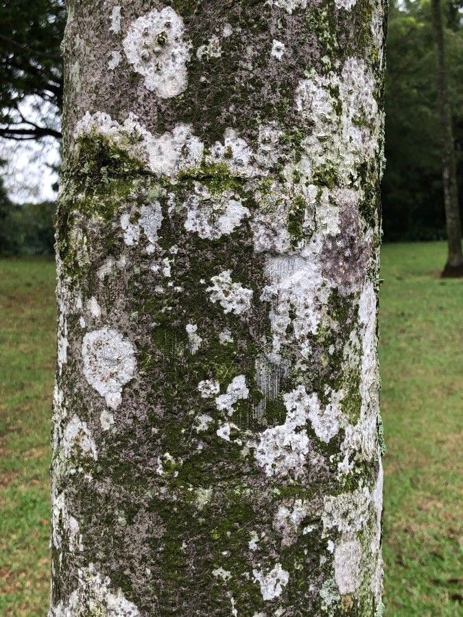Carpentaria acuminata bark