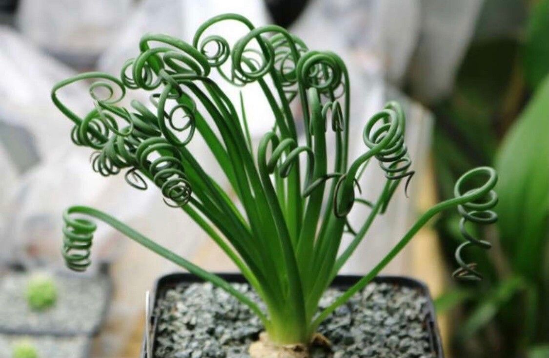 Albuca spiralis