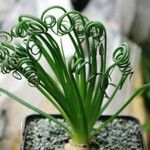 Albuca spiralis