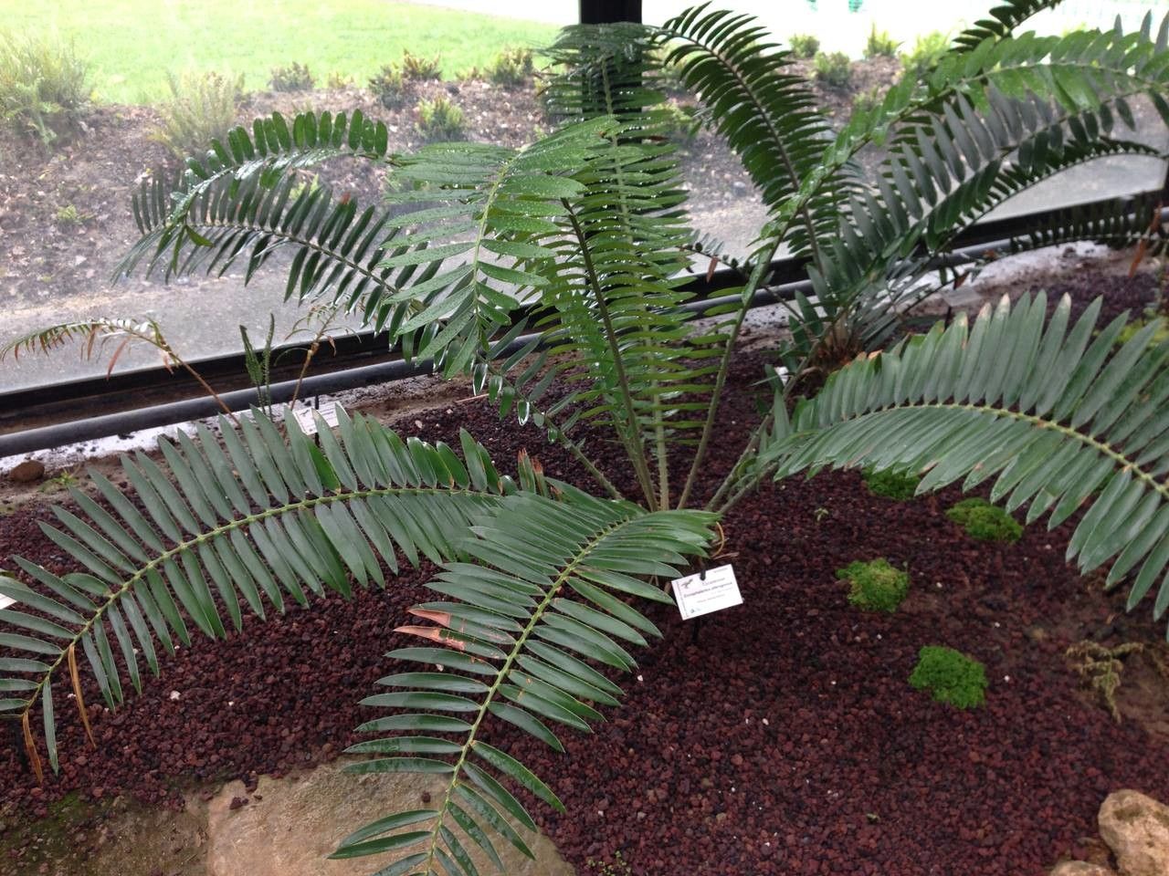 Encephalartos pterogonus habit