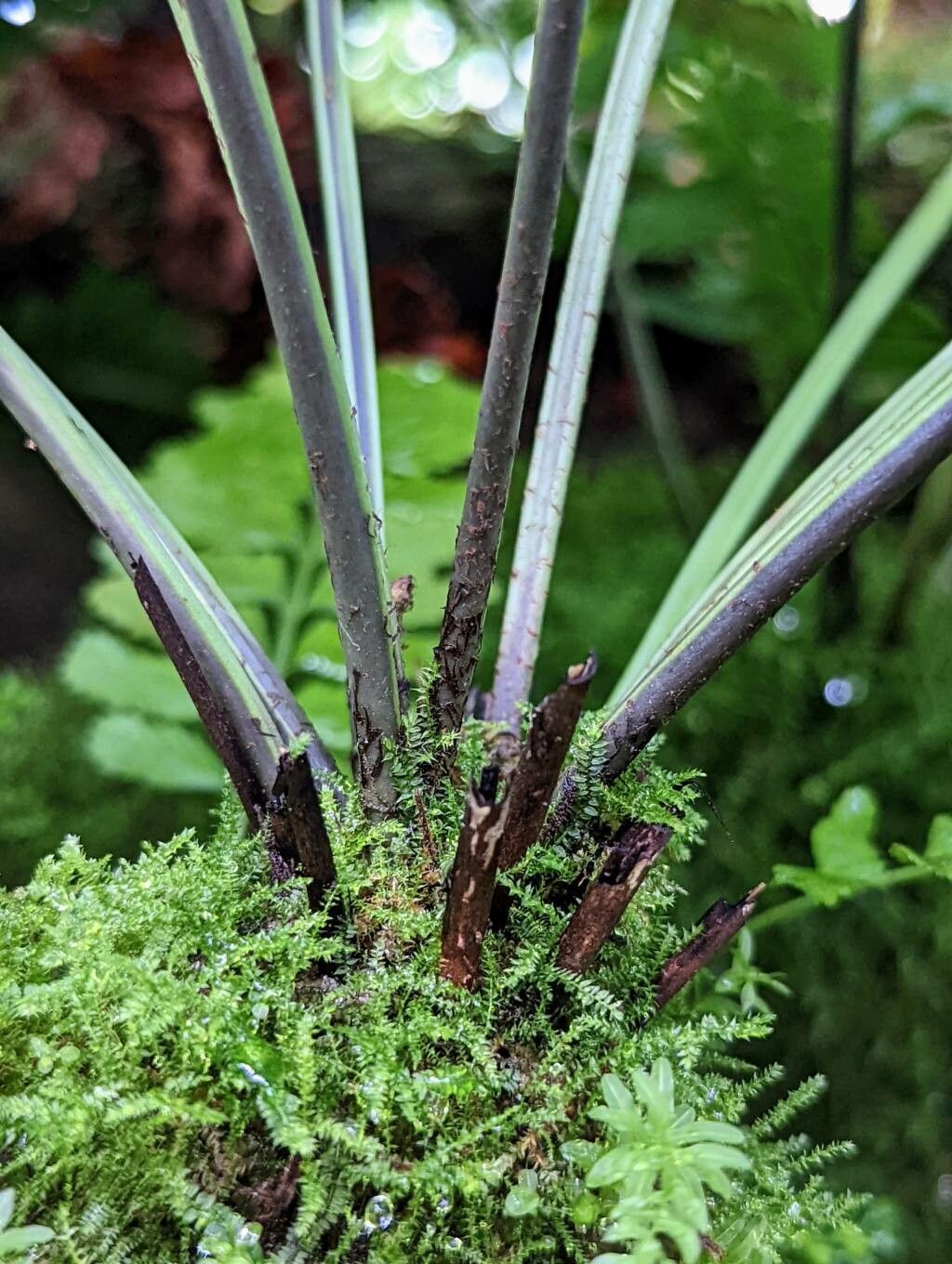 Asplenium harpeodes bark