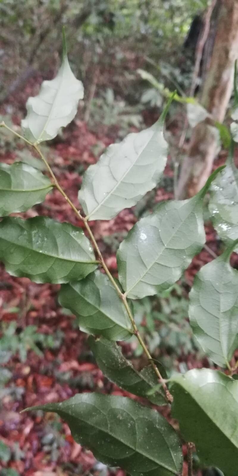 Drypetes paxii — houseplant care guide