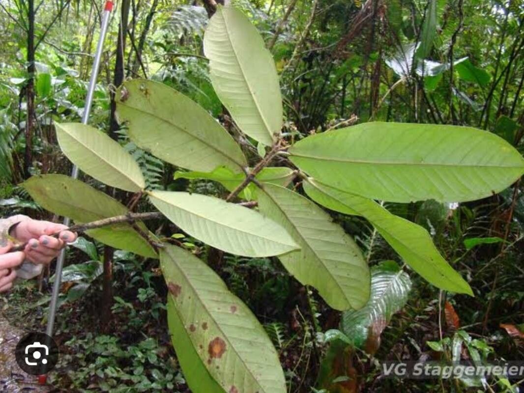 Myrcia strigipes leaf