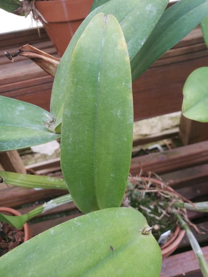Cattleya spp. leaf