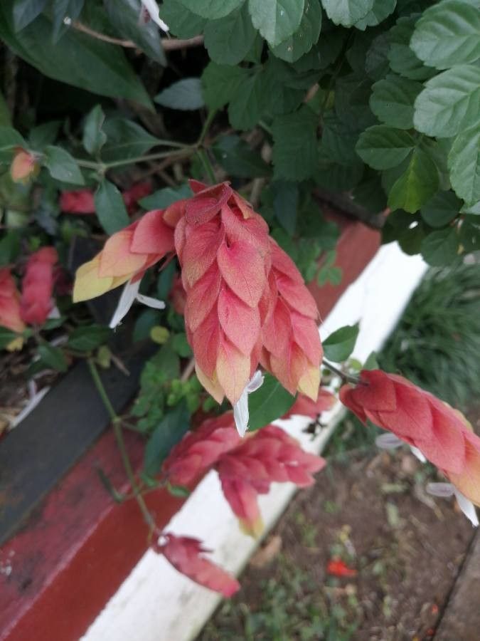 Justicia brandegeeana flower