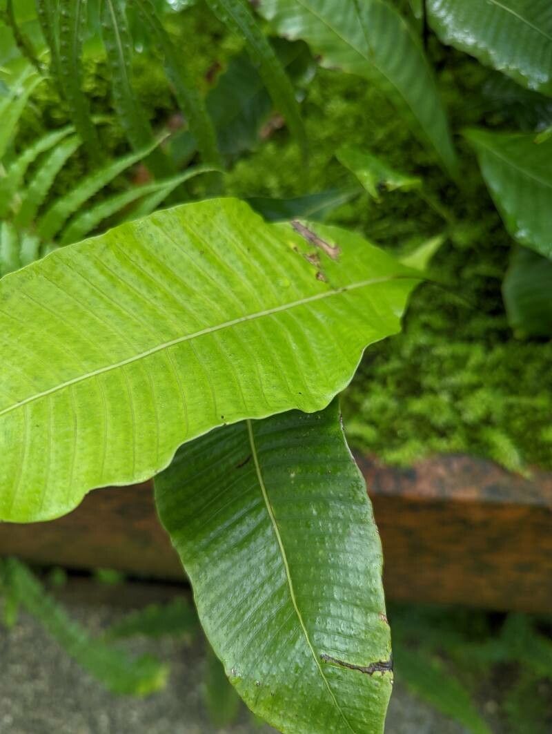 Campyloneurum sphenodes — houseplant care guide