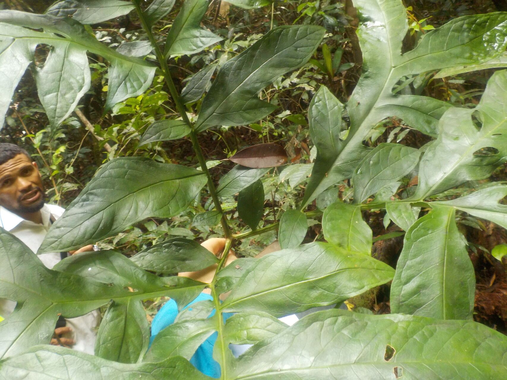 Dracontium longipes — related species from the same genus