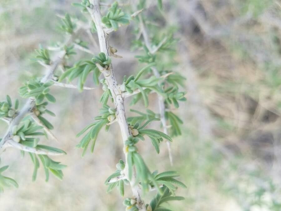 Lycium pallidum — search result for 'Lycium'