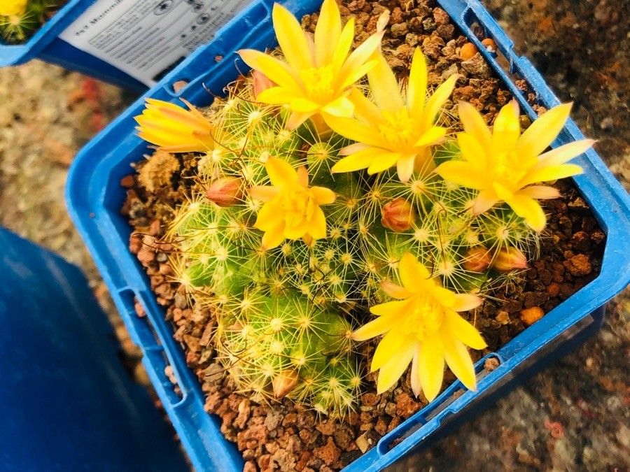Mammillaria surculosa flower