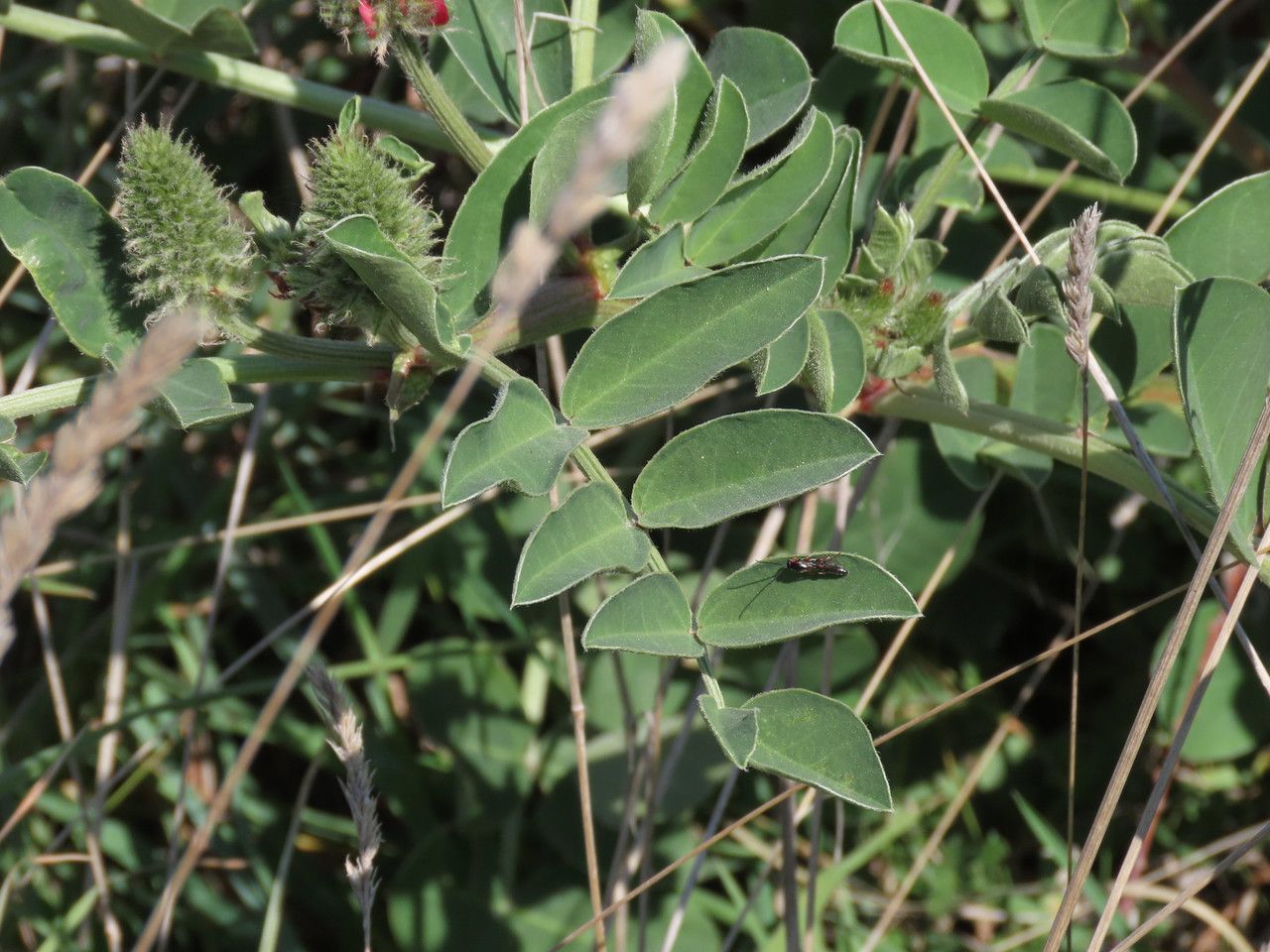 Hedysarum coronarium — search result for 'Sulla'