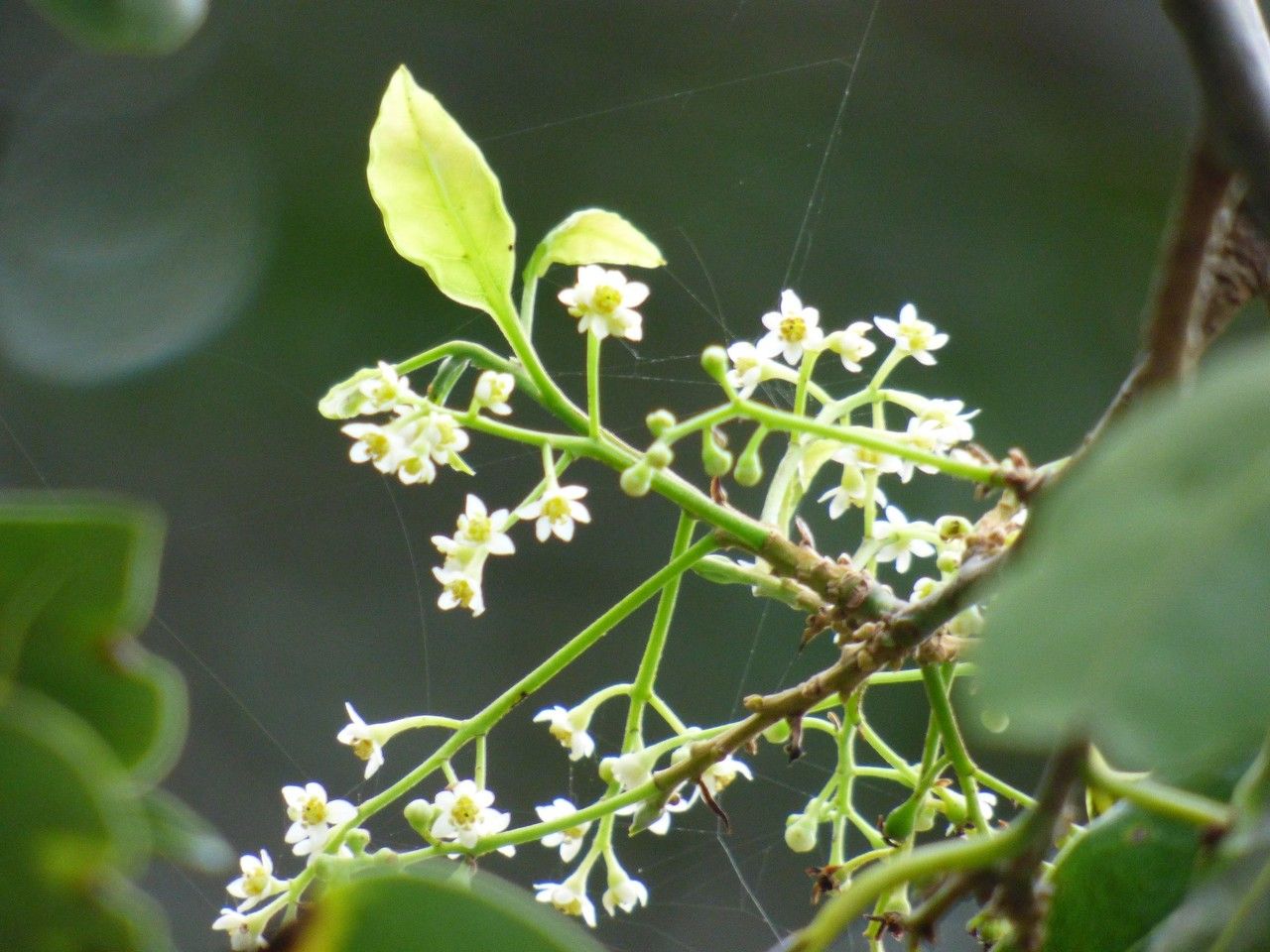 Ocotea obtusata flower