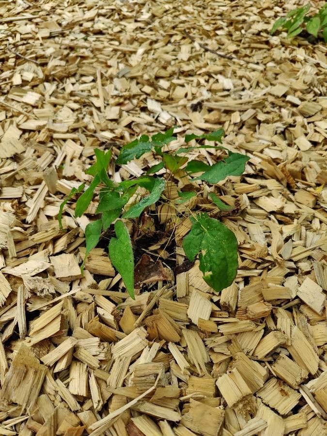 Epimedium × youngianum habit