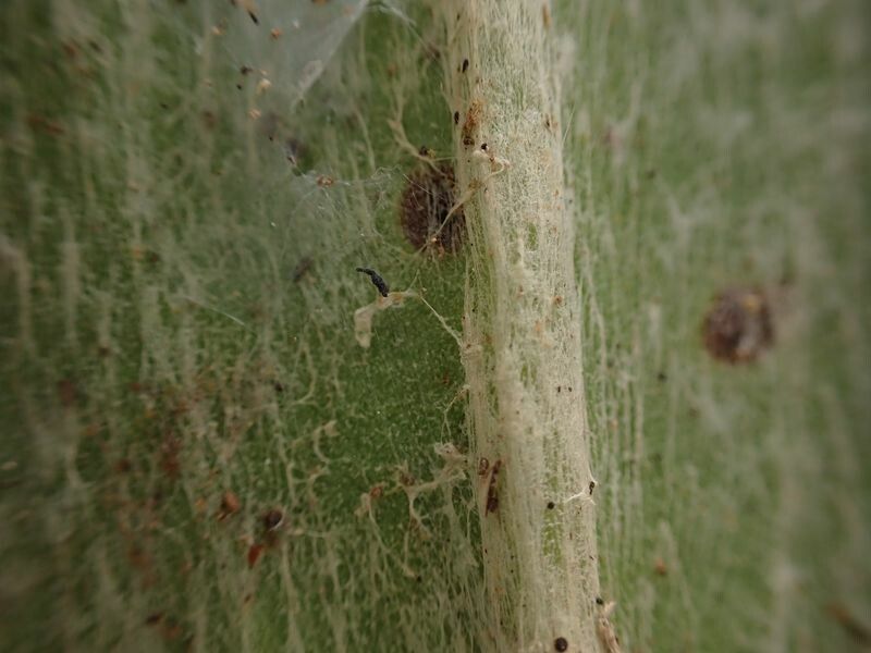 Palisota lagopus leaf
