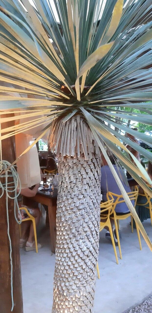 Yucca rostrata fruit