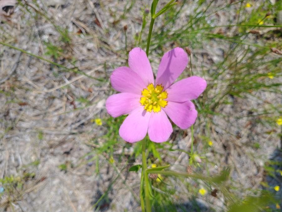 Sabatia gentianoides flower