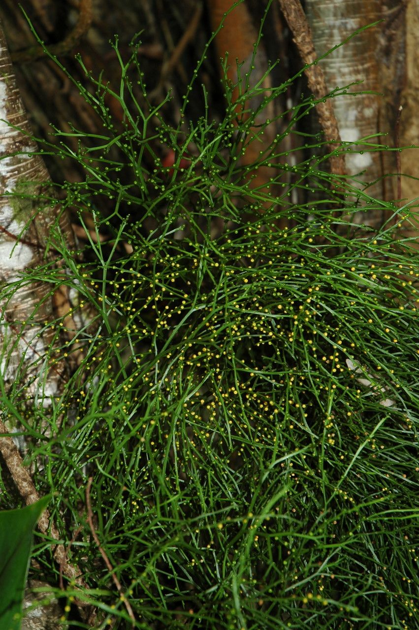 Psilotum nudum