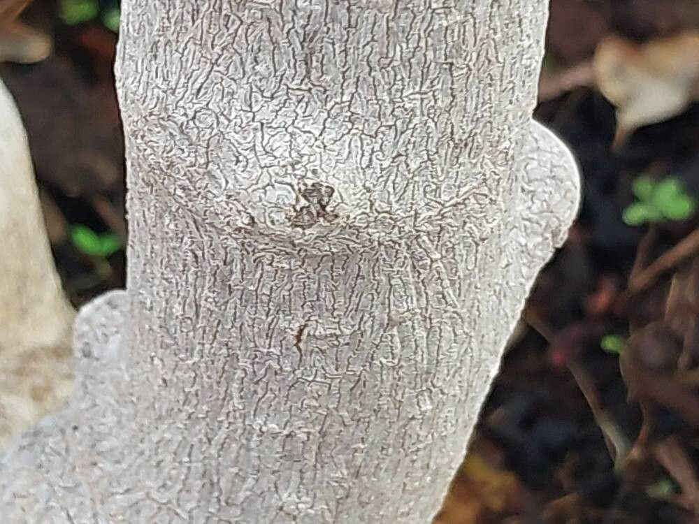 Phyllanthus megapodus bark