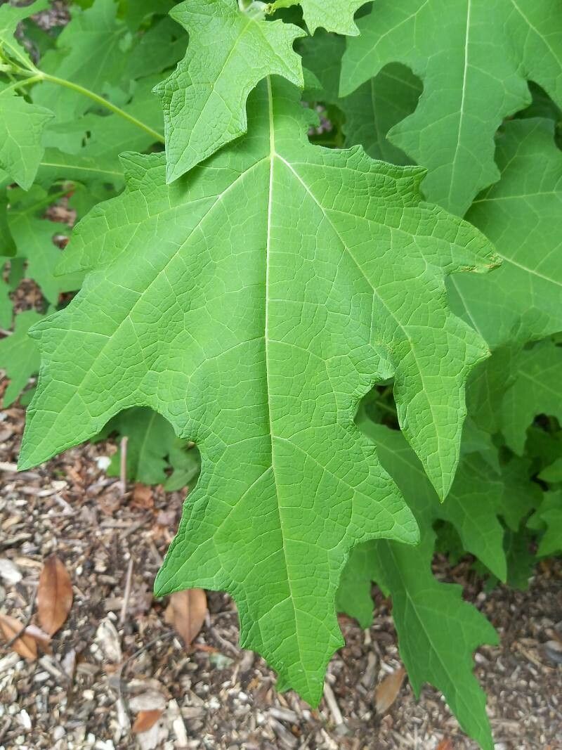 Smallanthus uvedalia — houseplant care guide