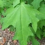 Smallanthus uvedalia