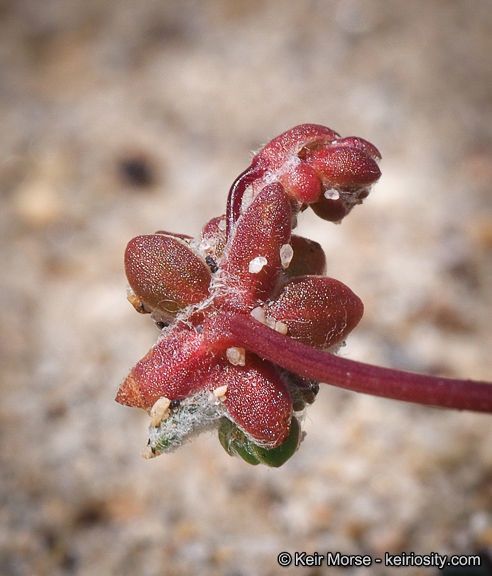 Nemacaulis denudata fruit