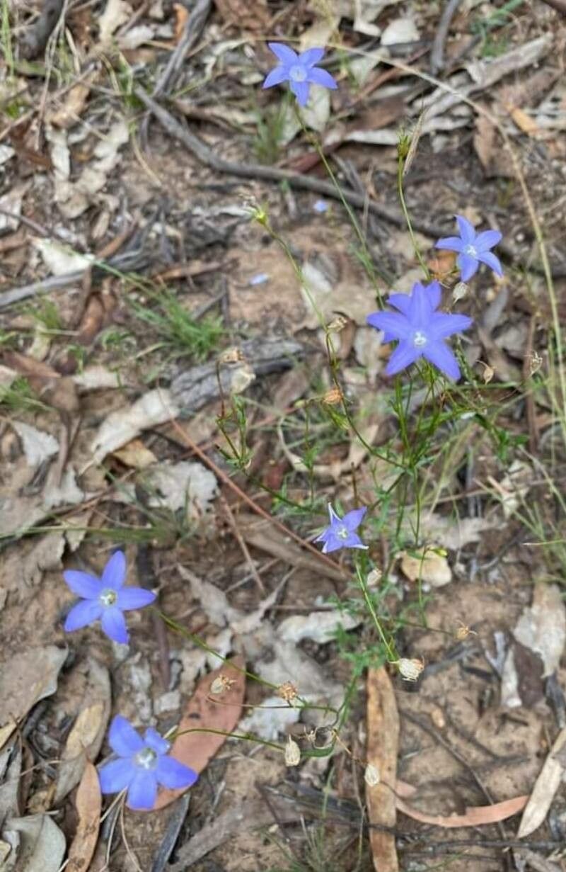 Wahlenbergia stricta flower