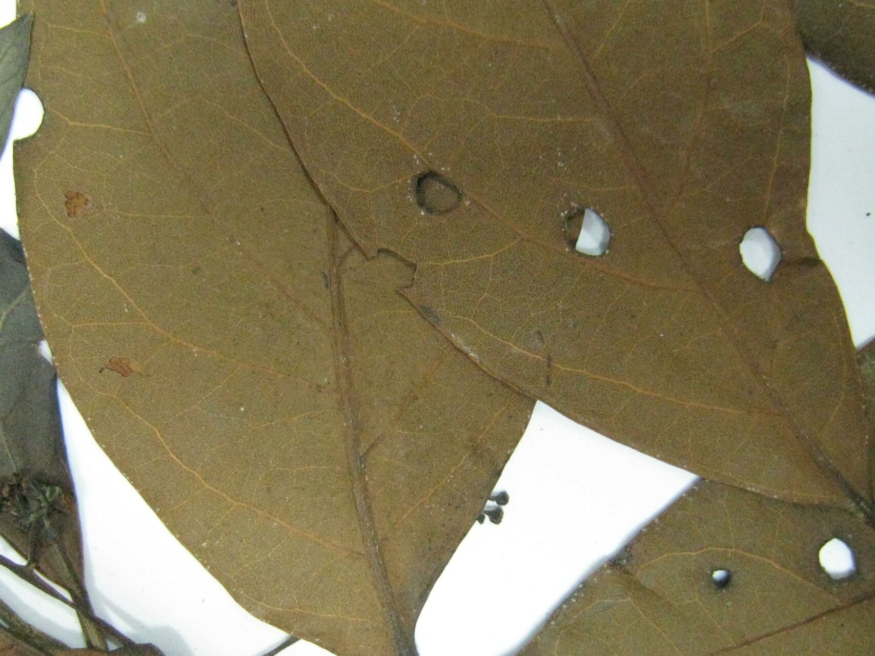 Beilschmiedia hexanthera — houseplant care guide