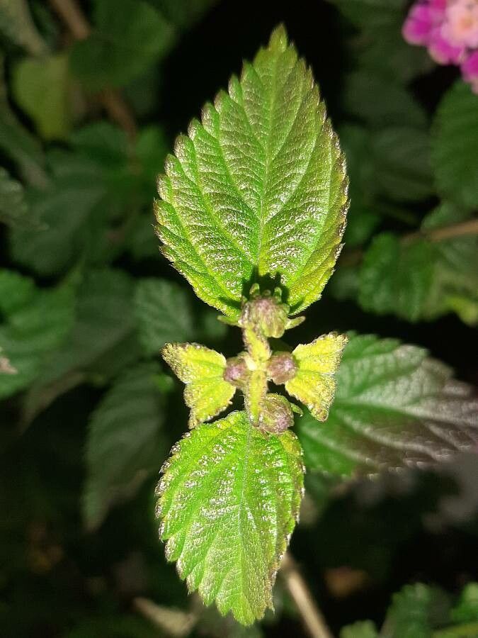 Lantana × aculeata leaf