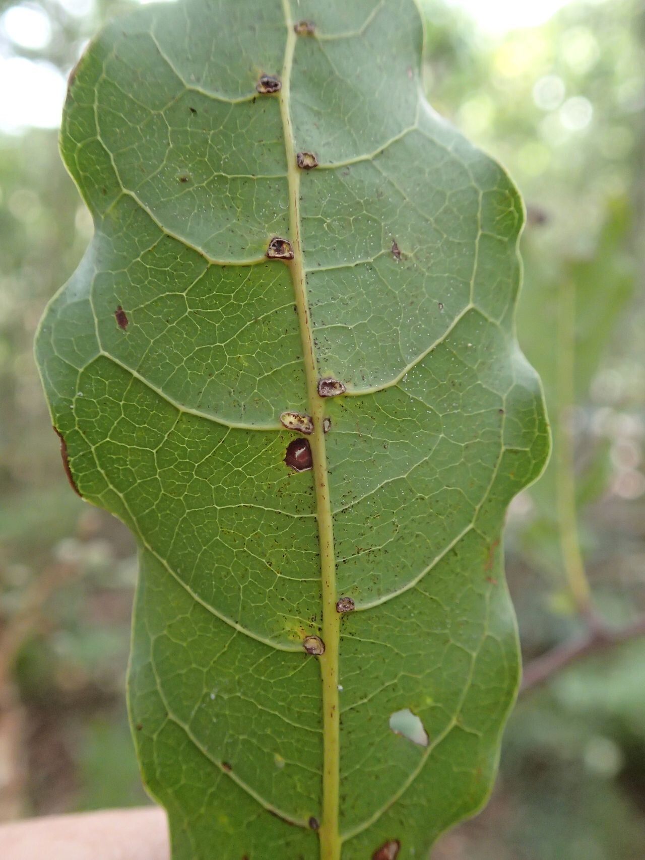 Cupaniopsis apiocarpa — related species from the same genus